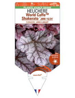 HEUCHERA World CaffeTM Shakerato JMB 15/24