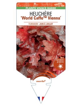 HEUCHERA World CaffeTM Vienna