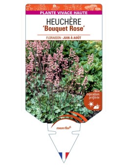 HEUCHERA X BRIZOIDES BOUQUET ROSE