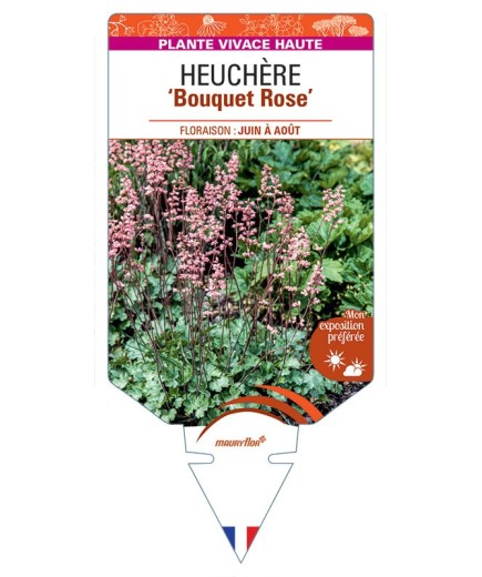 HEUCHERA X BRIZOIDES BOUQUET ROSE