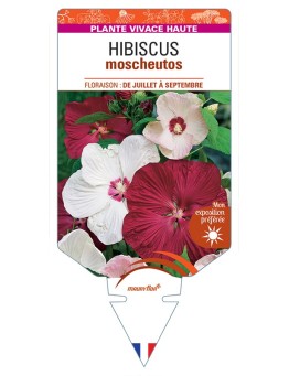 HIBISCUS moscheutos