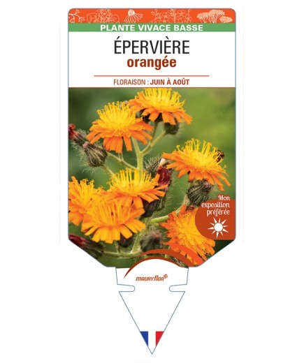 HIERACIUM aurantiacum voir Épervière orangée