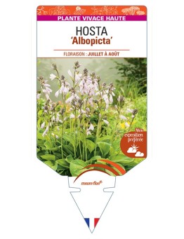 HOSTA (fortunei) Albopicta