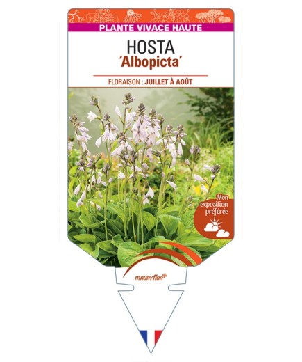 HOSTA (fortunei) Albopicta