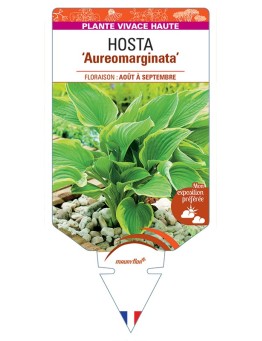 HOSTA (fortunei) Aureomarginata
