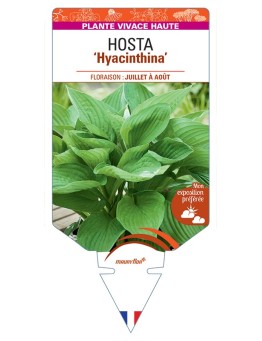 HOSTA (fortunei) Hyacinthina