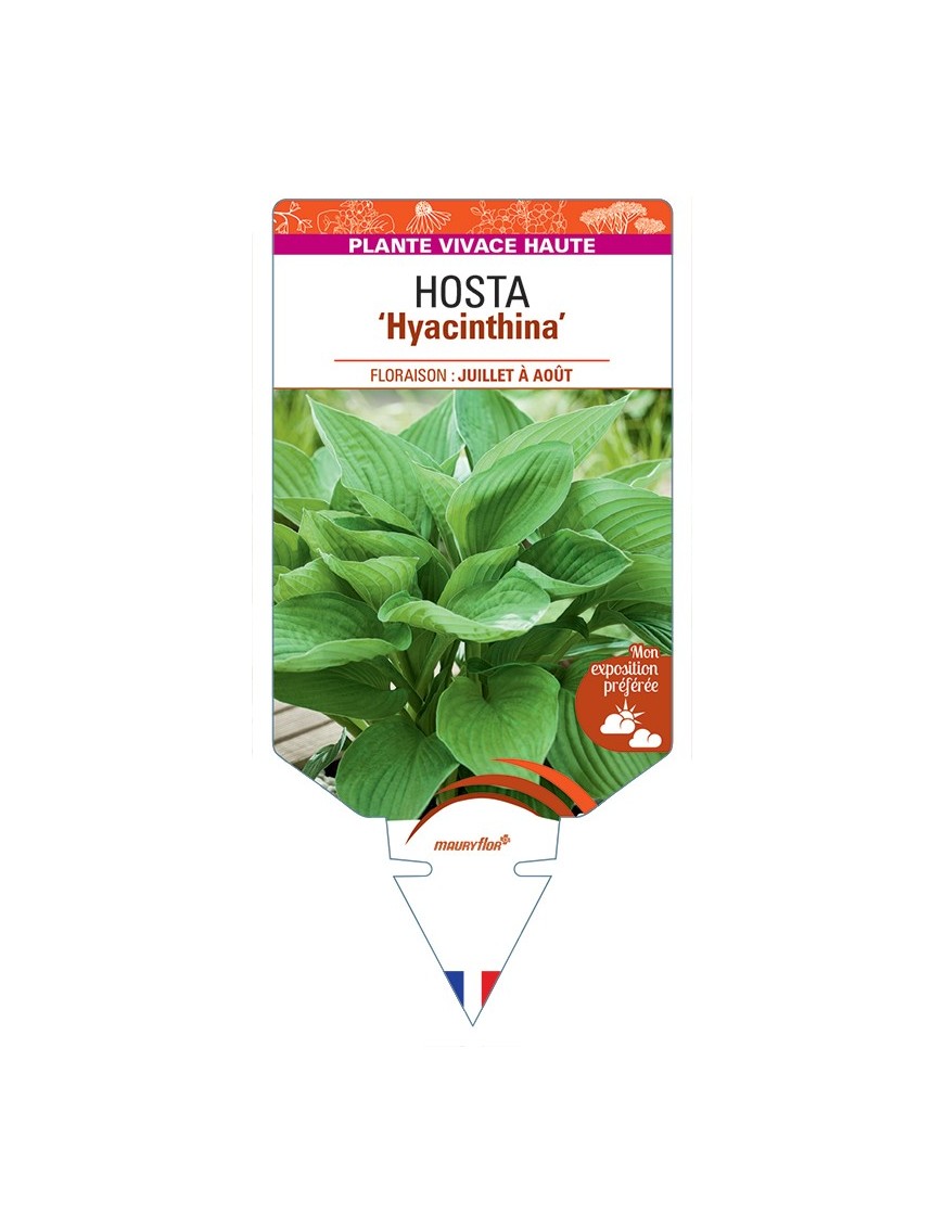 HOSTA (fortunei) Hyacinthina