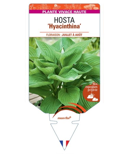 HOSTA (fortunei) Hyacinthina