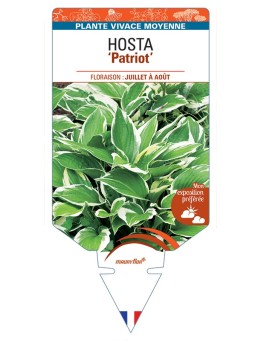 HOSTA (fortunei) Patriot