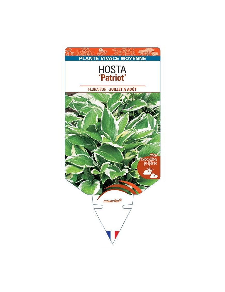 HOSTA (fortunei) Patriot