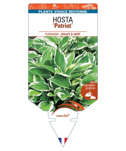 HOSTA (fortunei) Patriot