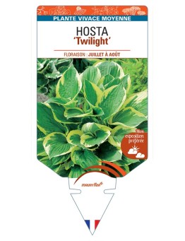 HOSTA (fortunei) Twilight