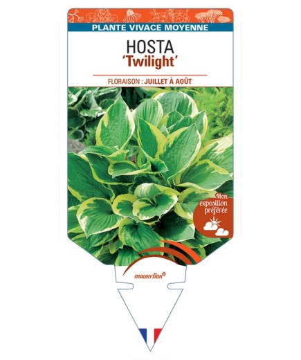 HOSTA (fortunei) Twilight