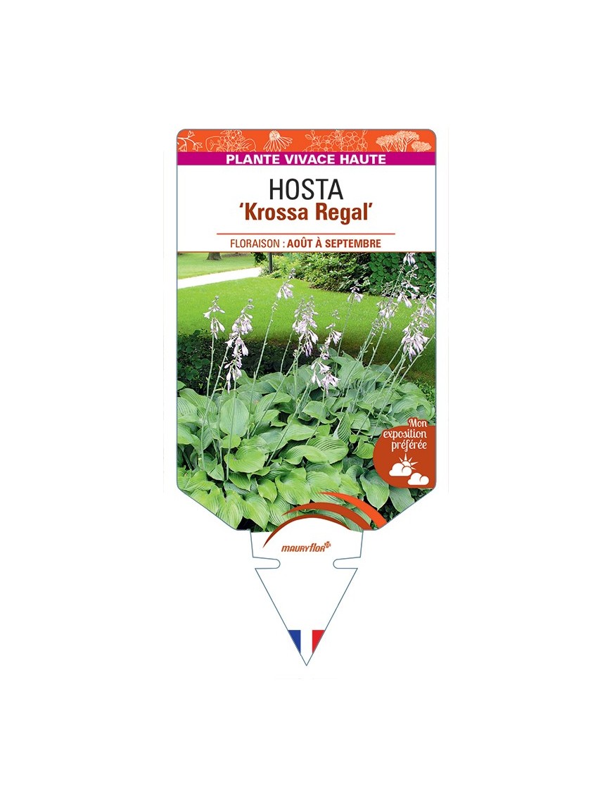 HOSTA (nigrescens) Krossa Regal