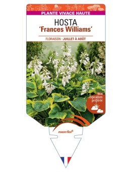 HOSTA (sieboldiana) Frances Williams