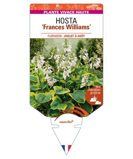 HOSTA (sieboldiana) Frances Williams