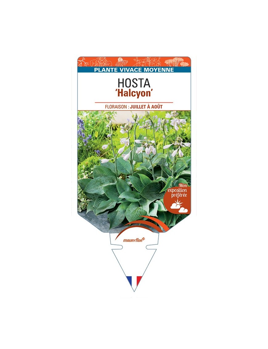 HOSTA (tardiana) Halcyon