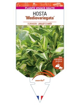 HOSTA (undulata) Mediovariegata