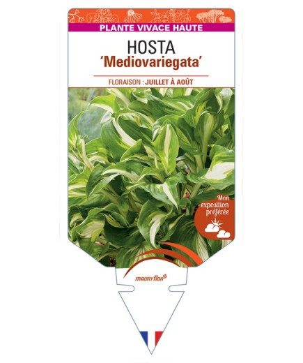 HOSTA (undulata) Mediovariegata