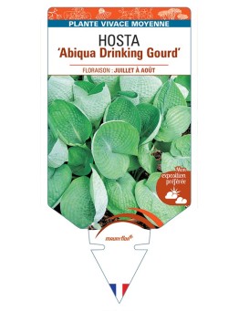 HOSTA Abiqua Drinking Gourd