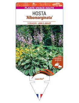 HOSTA Albomarginata