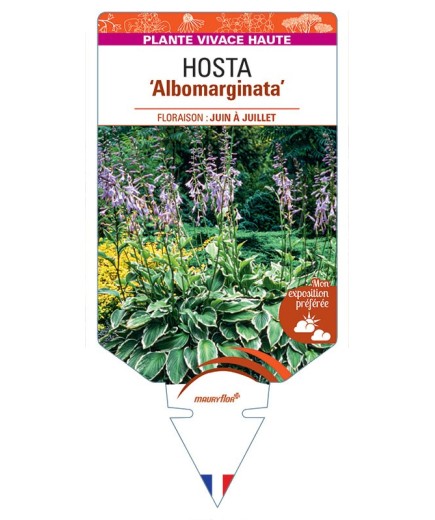HOSTA Albomarginata