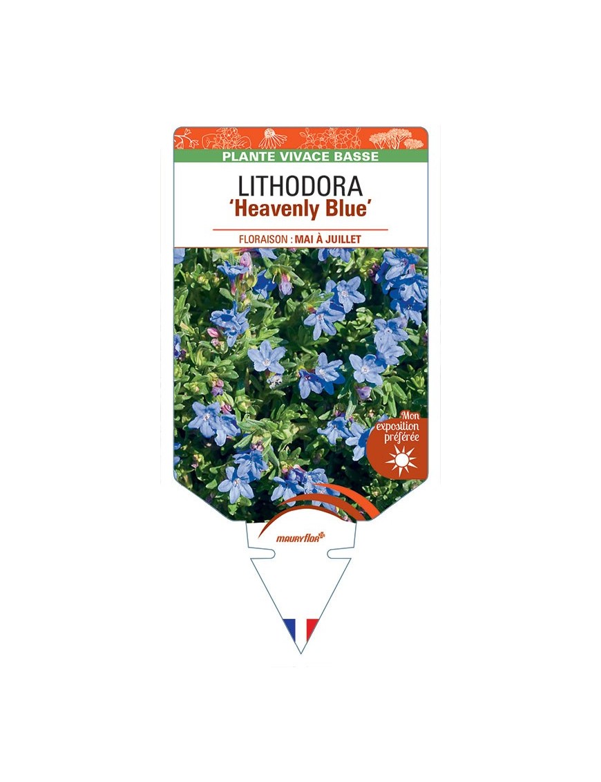 LITHODORA (diffusa) 'Heavenly Blue'