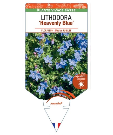 LITHODORA (diffusa) 'Heavenly Blue'