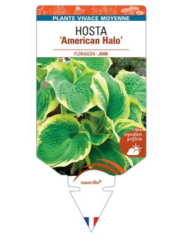 HOSTA American Halo