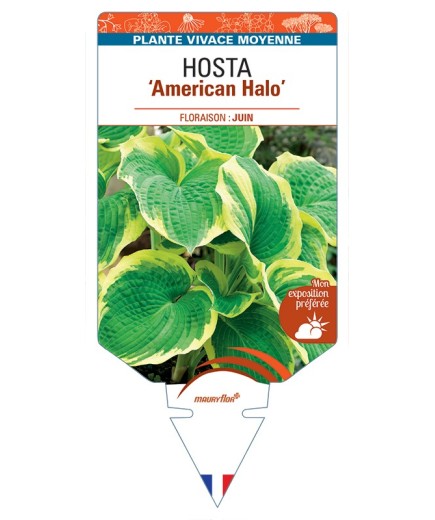 HOSTA American Halo