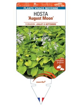 HOSTA August Moon