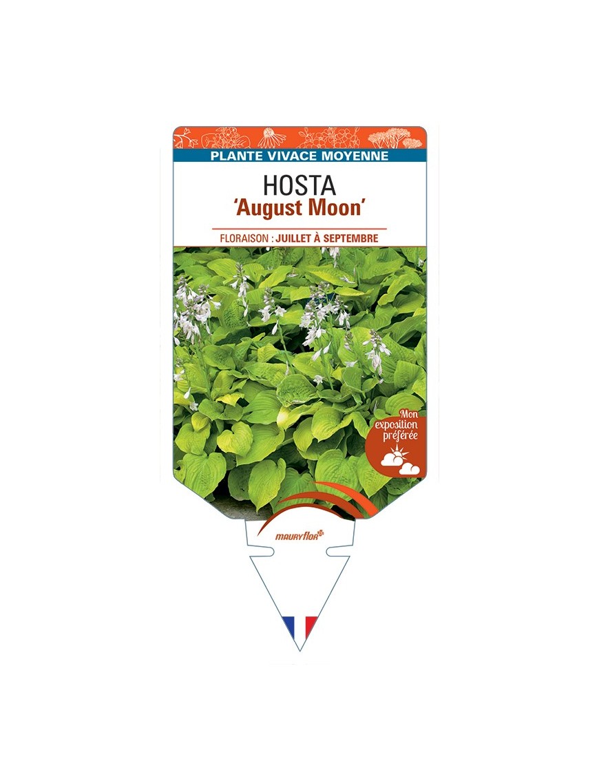 HOSTA August Moon