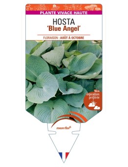 HOSTA Blue Angel