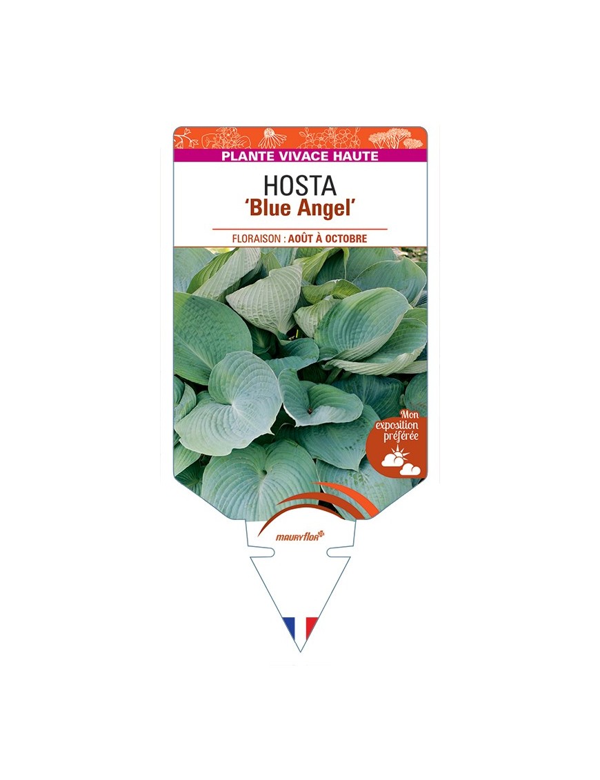 HOSTA Blue Angel