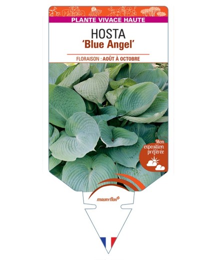 HOSTA Blue Angel