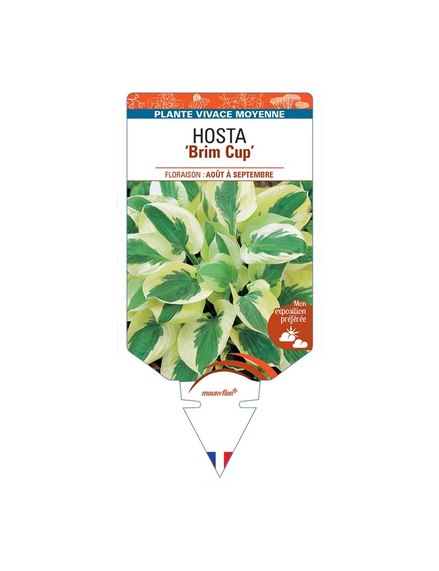 HOSTA Brim Cup