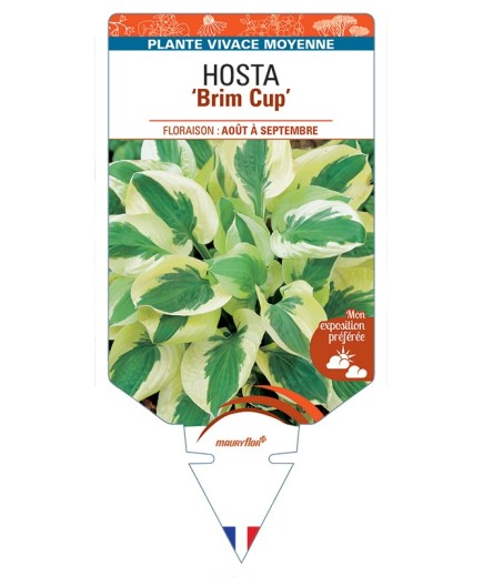 HOSTA Brim Cup