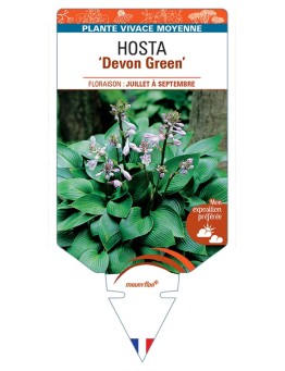 HOSTA Devon Green