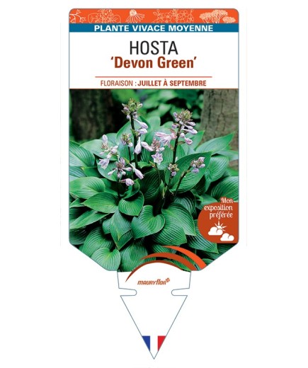 HOSTA Devon Green