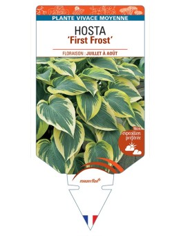 HOSTA First Frost