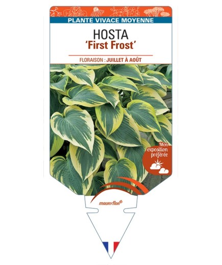 HOSTA First Frost