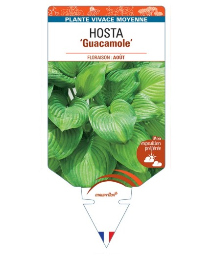 HOSTA Guacamole