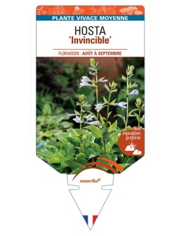 HOSTA Invincible