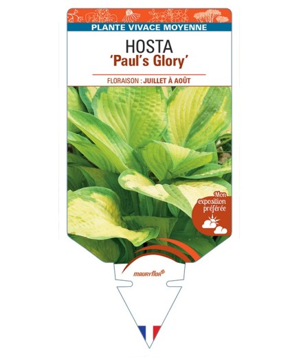 HOSTA Paul's Glory
