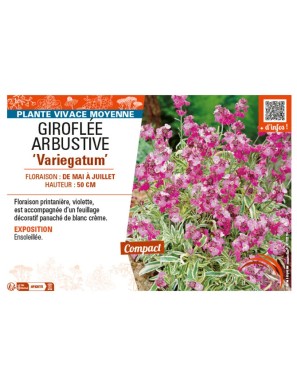 GIROFLÉE ARBUSTIVE VARIEGATUM