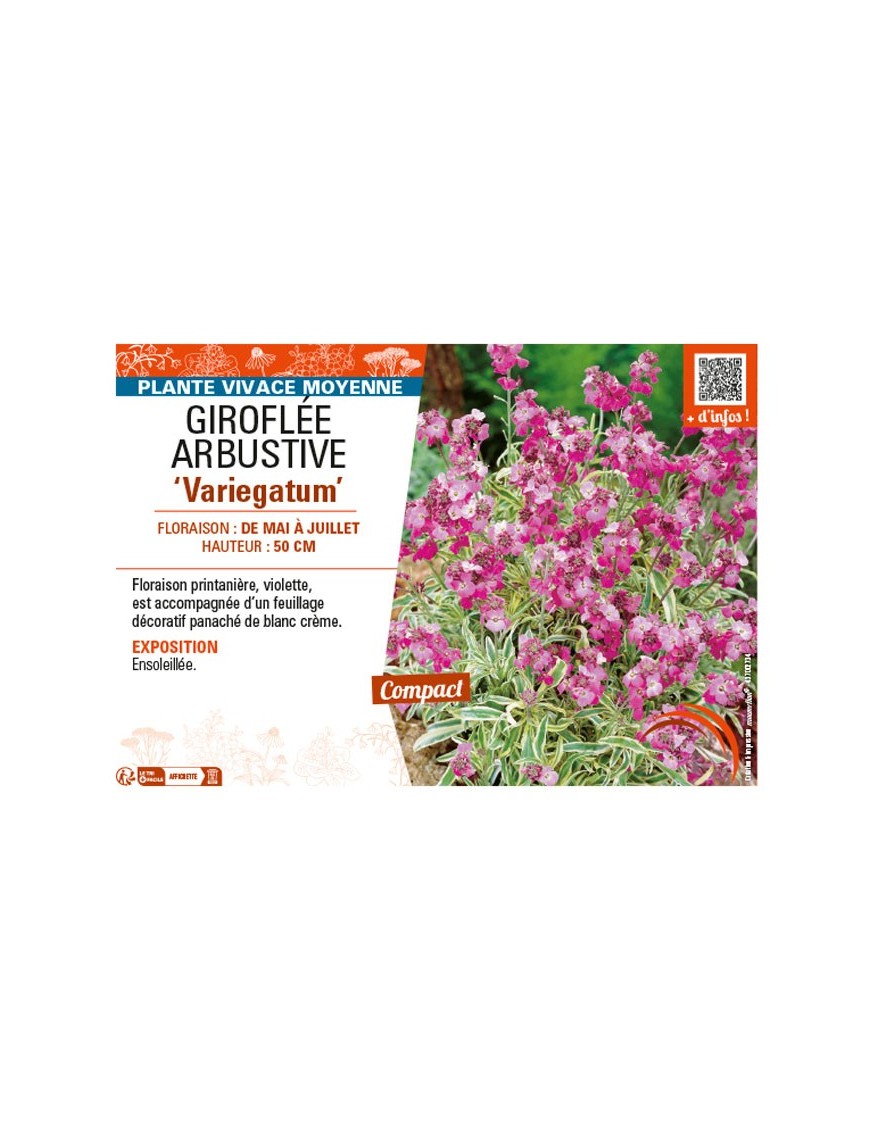 GIROFLÉE ARBUSTIVE VARIEGATUM