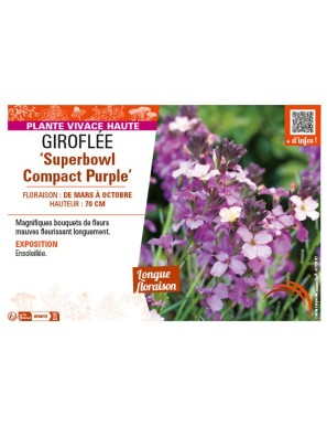 GIROFLÉE SUPERBOWL COMPACT PURPLE