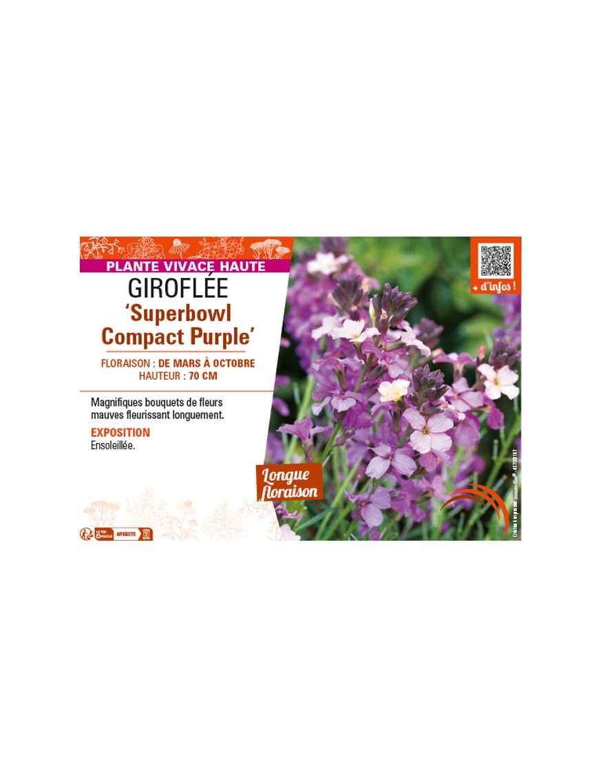 GIROFLÉE SUPERBOWL COMPACT PURPLE