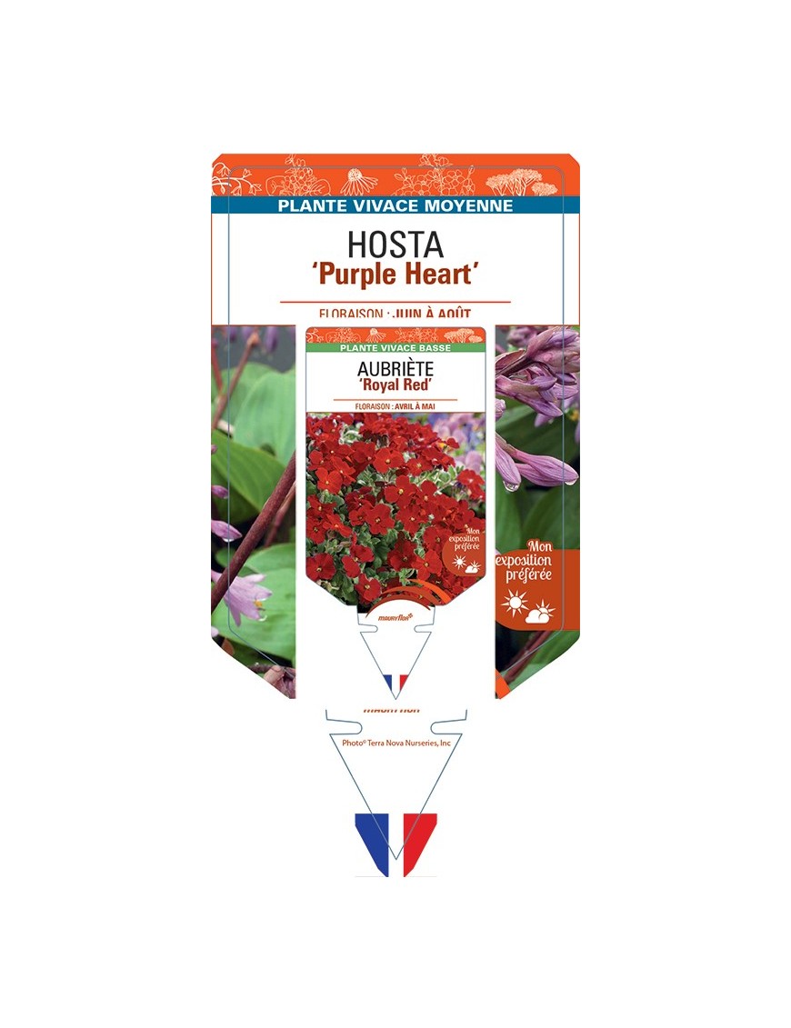 HOSTA Purple Heart