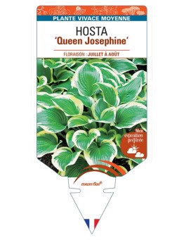 HOSTA Queen Josephine